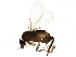  ( - BIOUG40594-C12)  @11 [ ] CreativeCommons - Attribution (2019) CBG Photography Group Centre for Biodiversity Genomics
