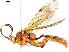  ( - BIOUG40850-A11)  @11 [ ] CreativeCommons - Attribution (2019) CBG Photography Group Centre for Biodiversity Genomics