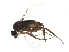  ( - BIOUG41075-H03)  @11 [ ] CreativeCommons - Attribution (2019) CBG Photography Group Centre for Biodiversity Genomics