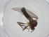  (Oropezella abdominalis - CBG-A27007-F08)  @11 [ ] CreativeCommons - Attribution Share - Alike (2024) Centre for Biodiversity Genomics Centre for Biodiversity Genomics