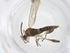  (Canthyloscelis - CBG-A43700-A01)  @11 [ ] CreativeCommons - Attribution Share - Alike (2024) Centre for Biodiversity Genomics Centre for Biodiversity Genomics