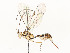  (Claseinae - CBG-A54487-F01)  @11 [ ] CreativeCommons - Attribution Share - Alike (2025) CBG Photography Group Centre for Biodiversity Genomics