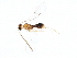  (Stiropius Malaise5353 - BIOUG17550-G04)  @14 [ ] CreativeCommons - Attribution (2015) CBG Photography Group Centre for Biodiversity Genomics