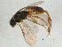  (Rhygoplitis Whitfield01 - BIOUG05082-D05)  @12 [ ] CreativeCommons - Attribution (2013) CBG Photography Group Centre for Biodiversity Genomics