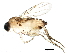  (Megaselia stevemarshalli - BIOUG05189-A12)  @13 [ ] CreativeCommons - Attribution (2014) CBG Photography Group Centre for Biodiversity Genomics