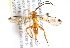  ( - BIOUG06127-C03)  @13 [ ] CreativeCommons - Attribution (2014) CBG Photography Group Centre for Biodiversity Genomics