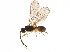  (Exothecinae - BIOUG05184-H02)  @14 [ ] CreativeCommons - Attribution (2015) CBG Photography Group Centre for Biodiversity Genomics