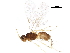  (alyMalaise01 Malaise8657 - BIOUG05195-C05)  @13 [ ] CreativeCommons - Attribution (2017) CBG Photography Group Centre for Biodiversity Genomics