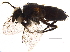  (Malaisetach18 - BIOUG05196-B10)  @13 [ ] CreativeCommons - Attribution (2015) CBG Photography Group Centre for Biodiversity Genomics