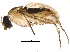  (Eibesfeldtphora - BIOUG05196-F10)  @14 [ ] CreativeCommons - Attribution (2015) CBG Photography Group Centre for Biodiversity Genomics