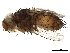  ( - BIOUG05282-A06)  @11 [ ] CreativeCommons - Attribution (2019) CBG Photography Group Centre for Biodiversity Genomics