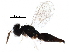  (Horismenus erebus - BIOUG05334-A04)  @14 [ ] CreativeCommons - Attribution (2016) CBG Photography Group Centre for Biodiversity Genomics