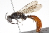  (Trypoxylon posterorubrum - BIOUG06127-H09)  @14 [ ] CreativeCommons - Attribution (2014) CBG Photography Group Centre for Biodiversity Genomics