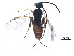  (Apanteles Malaise5675 - BIOUG05410-H03)  @15 [ ] CreativeCommons - Attribution (2015) CBG Photography Group Centre for Biodiversity Genomics