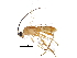  (Aleiodes alejandromasisi - BIOUG05466-G08)  @14 [ ] CreativeCommons - Attribution (2015) CBG Photography Group Centre for Biodiversity Genomics