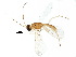  (Stiropius edwilsoni - BIOUG05883-A10)  @14 [ ] CreativeCommons - Attribution (2015) CBG Photography Group Centre for Biodiversity Genomics