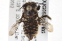  (Megachile GTM1 - BIOUG05373-H05)  @14 [ ] CreativeCommons - Attribution (2014) CBG Photography Group Centre for Biodiversity Genomics
