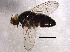  (Phytomyptera Malaise0143 - BIOUG07450-F05)  @13 [ ] CreativeCommons - Attribution (2014) CBG Photography Group Centre for Biodiversity Genomics