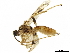  ( - BIOUG07453-D06)  @13 [ ] CreativeCommons - Attribution (2019) CBG Photography Group Centre for Biodiversity Genomics