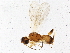  (Choreborogas jesseausubeli - BIOUG07453-F05)  @13 [ ] CreativeCommons - Attribution (2014) CBG Photography Group Centre for Biodiversity Genomics