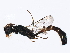  (Trypoxylon sp. aff. pentheri - BIOUG07455-A10)  @14 [ ] CreativeCommons - Attribution (2014) CBG Photography Group Centre for Biodiversity Genomics