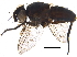  (Paradidyma Malaise2221 - BIOUG07547-F04)  @13 [ ] CreativeCommons - Attribution (2015) CBG Photography Group Centre for Biodiversity Genomics