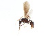  (Paratrachymyrmex bugnioni - BIOUG07614-D12)  @13 [ ] CreativeCommons - Attribution (2015) CBG Photography Group Centre for Biodiversity Genomics