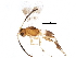 (Adelius janzeni - BIOUG07614-F11)  @14 [ ] CreativeCommons - Attribution (2015) CBG Photography Group Centre for Biodiversity Genomics
