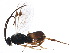  (Apanteles Malaise2416 - BIOUG07616-D08)  @14 [ ] CreativeCommons - Attribution (2015) CBG Photography Group Centre for Biodiversity Genomics