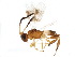  (Adeliini_Hymenoptera - BIOUG07619-D09)  @14 [ ] CreativeCommons - Attribution (2015) CBG Photography Group Centre for Biodiversity Genomics