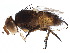  (Siphona Malaise2211 - BIOUG07684-C06)  @15 [ ] CreativeCommons - Attribution (2015) CBG Photography Group Centre for Biodiversity Genomics