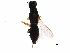  ( - BIOUG07919-F06)  @13 [ ] CreativeCommons - Attribution (2017) CBG Photography Group Centre for Biodiversity Genomics