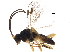  ( - BIOUG07781-G03)  @13 [ ] CreativeCommons - Attribution (2017) CBG Photography Group Centre for Biodiversity Genomics