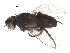  (Malaisetach18 Malaise0115 - BIOUG08537-D04)  @13 [ ] CreativeCommons - Attribution (2015) CBG Photography Group Centre for Biodiversity Genomics
