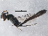 (Trypoxylon sp. aff. stieglmayri - BIOUG08901-A02)  @14 [ ] CreativeCommons - Attribution (2015) CBG Photography Group Centre for Biodiversity Genomics