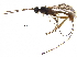  (doryctMalaise01 - BIOUG09066-E08)  @13 [ ] CreativeCommons - Attribution (2017) CBG Photography Group Centre for Biodiversity Genomics