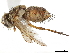 ( - BIOUG09433-A11)  @11 [ ] CreativeCommons - Attribution (2019) CBG Photography Group Centre for Biodiversity Genomics