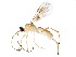  (Triraphis brianbrowni - BIOUG09433-E05)  @14 [ ] CreativeCommons - Attribution (2015) CBG Photography Group Centre for Biodiversity Genomics