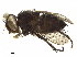  ( - BIOUG09438-D01)  @11 [ ] CreativeCommons - Attribution (2019) CBG Photography Group Centre for Biodiversity Genomics