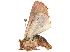  (Marilopteryx malaise0773 - BIOUG08762-C03)  @12 [ ] CreativeCommons - Attribution (2014) CBG Photography Group Centre for Biodiversity Genomics