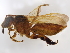  ( - BIOUG09733-G11)  @11 [ ] CreativeCommons - Attribution (2020) CBG Photography Group Centre for Biodiversity Genomics