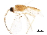  ( - BIOUG09739-F06)  @13 [ ] CreativeCommons - Attribution (2017) CBG Photography Group Centre for Biodiversity Genomics