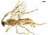  (Aleiodes manuelzumbadoi - BIOUG09739-H01)  @14 [ ] CreativeCommons - Attribution (2019) CBG Photography Group Centre for Biodiversity Genomics