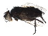  (Phytomyptera Janzen7239 - BIOUG09745-D03)  @14 [ ] CreativeCommons - Attribution (2015) CBG Photography Group Centre for Biodiversity Genomics