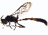  (Trypoxylon sp. aff. balteatum - BIOUG09825-G07)  @14 [ ] CreativeCommons - Attribution (2015) CBG Photography Group Centre for Biodiversity Genomics