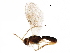  (Stiropius ehakernae - BIOUG09826-B01)  @14 [ ] CreativeCommons - Attribution (2017) CBG Photography Group Centre for Biodiversity Genomics