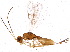  (Ecphylus - BIOUG09827-A04)  @14 [ ] CreativeCommons - Attribution (2015) CBG Photography Group Centre for Biodiversity Genomics