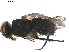  ( - BIOUG10007-E05)  @11 [ ] CreativeCommons - Attribution (2019) CBG Photography Group Centre for Biodiversity Genomics