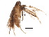  (Aristotelia BioLep7590 - BIOUG10011-H05)  @12 [ ] CreativeCommons - Attribution (2015) CBG Photography Group Centre for Biodiversity Genomics