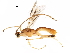  (Aleiodes adrianaraduloviciae - BIOUG10014-B04)  @13 [ ] CreativeCommons - Attribution (2017) CBG Photography Group Centre for Biodiversity Genomics